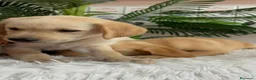 Labrador Retriever perros en venta: LABRADOR RETRIEVER  - Anuncio 5