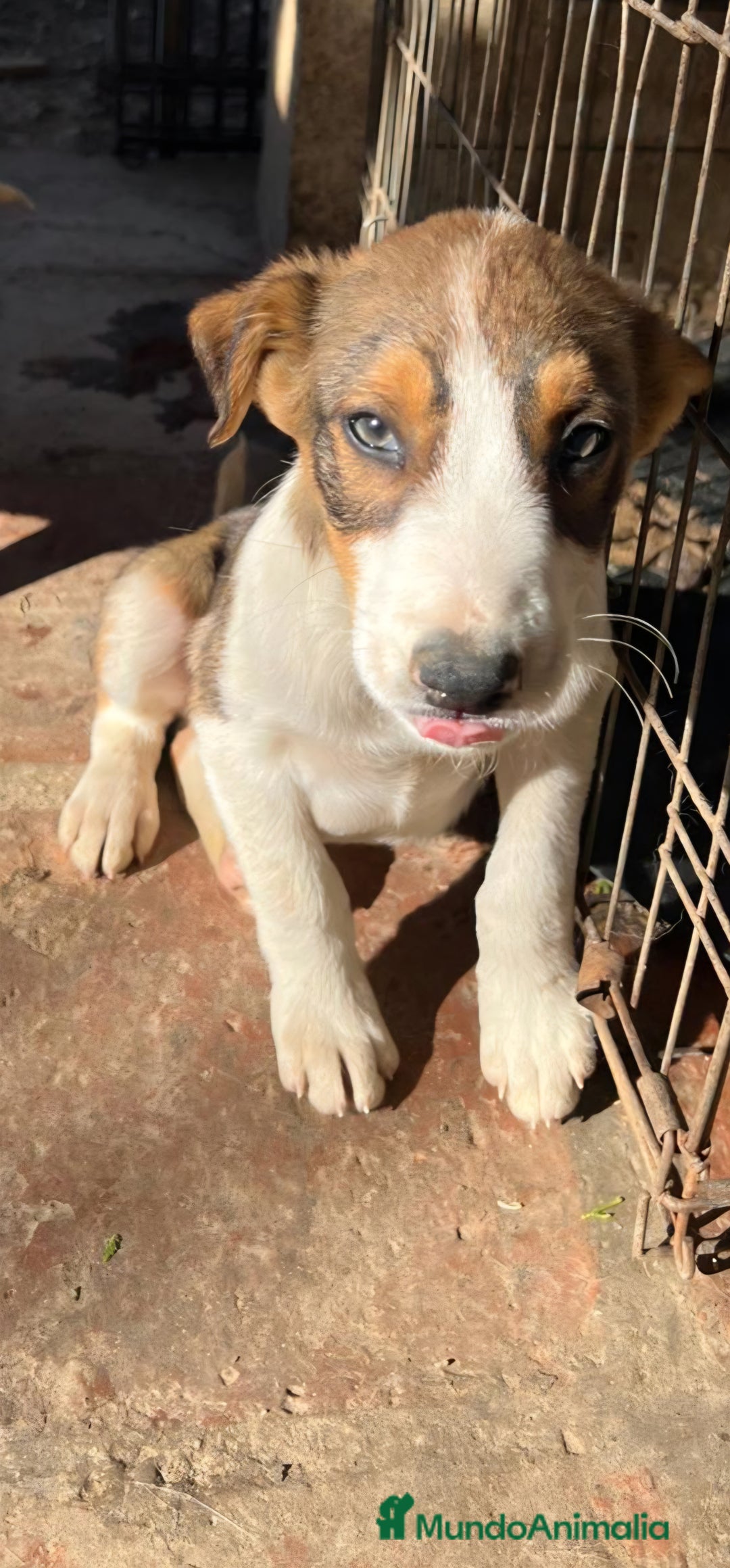 Border Collie perros en venta: Preciosos border collie  - Anuncio 5