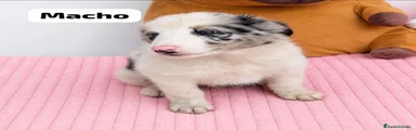 Border Collie 3