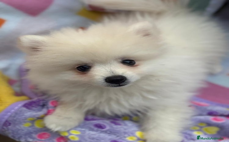 Pomerania perros - Anuncio 2
