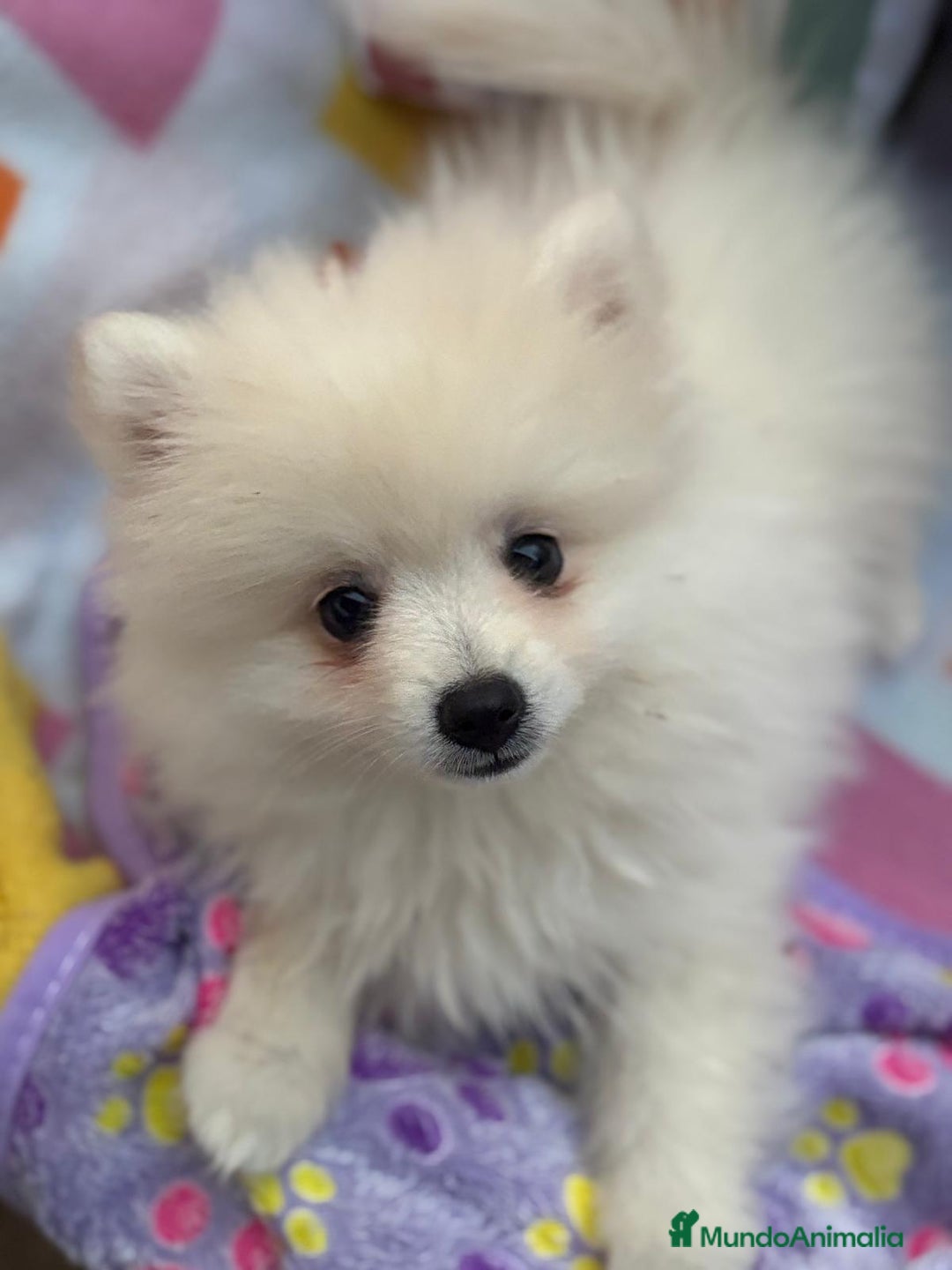 Pomerania perros en venta: Lulu pomerania toy  - Imagen 1