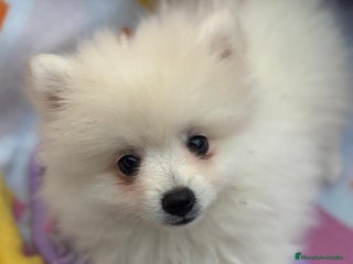 Pomerania perros - Anuncio 13