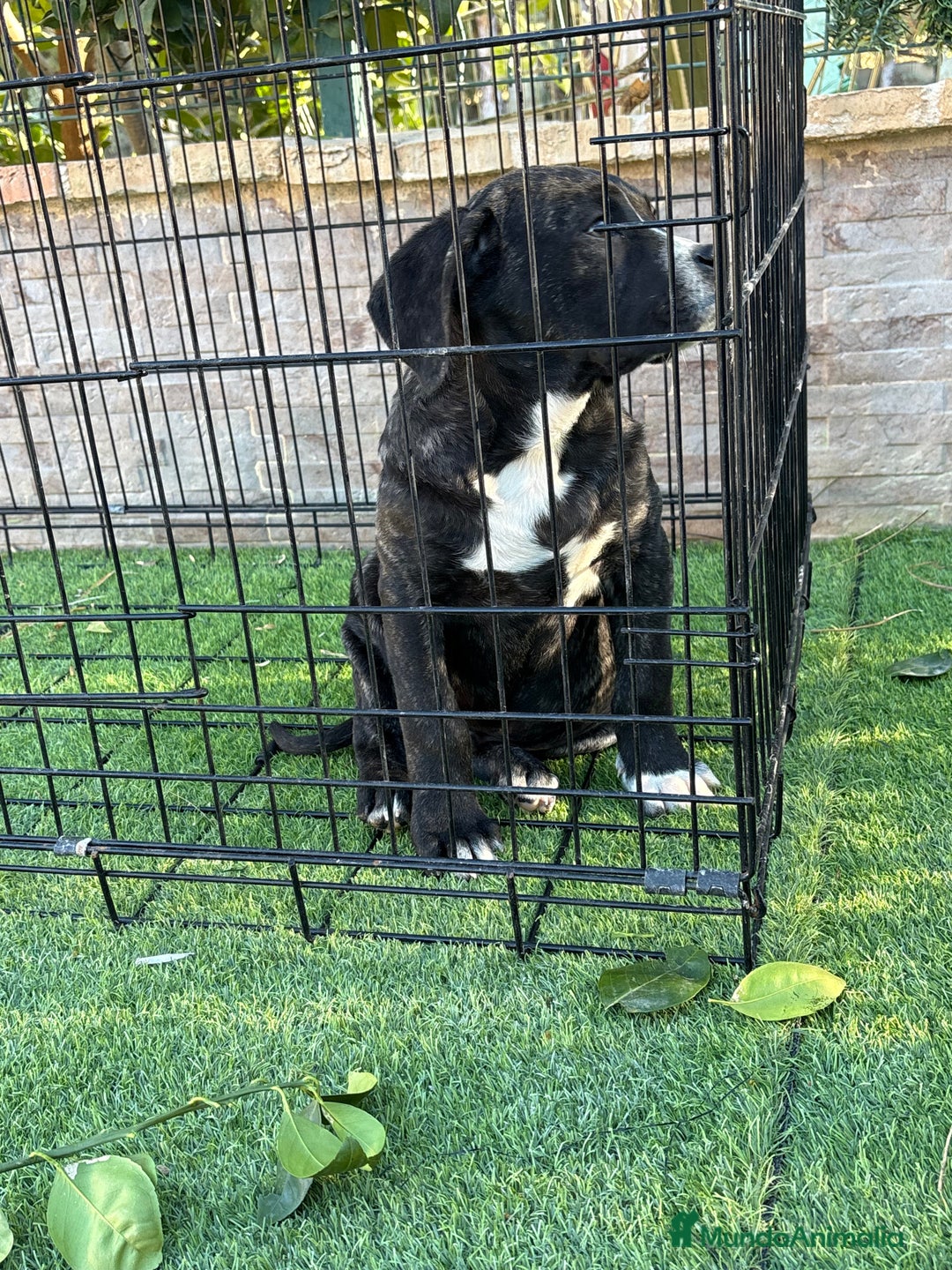 Presa Canario perros en venta: Macho presa canario - Anuncio 4