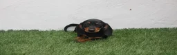 Teckel Miniatura perros en venta: Teckel Miniatura  - Anuncio 18