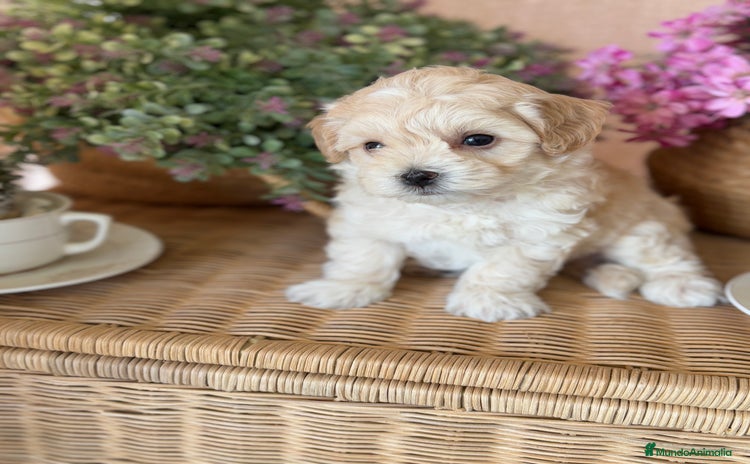 Maltipoo perros - Anuncio 2