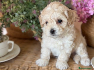 Maltipoo perros - Anuncio 2