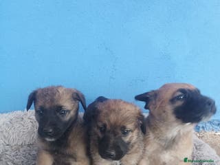 Pastor Belga Malinois perros Pastor belga manilois - Anuncio 1