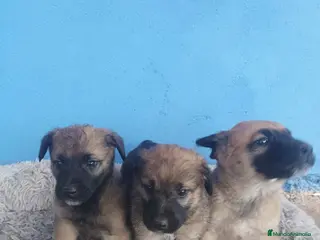 Pastor Belga Malinois perros Pastor belga manilois - Anuncio 1