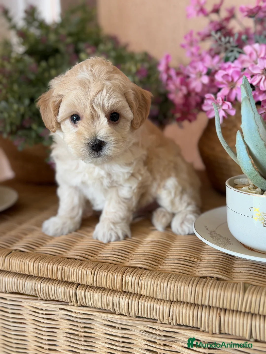 Maltipoo perros en venta: Maltipoo Hembra muy bonita !!!! - Anuncio 3