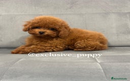 Caniche Toy perros en venta: 🥇 Caniche Toy Asiático  - Imagen 2