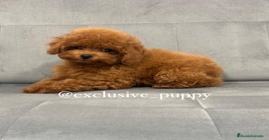 Caniche Toy perros - Anuncio 8