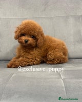 Caniche Toy perros - Anuncio 3