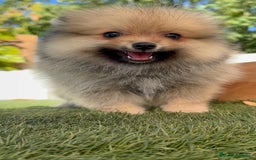 Pomerania perros en venta: POMERANIA - Imagen 3