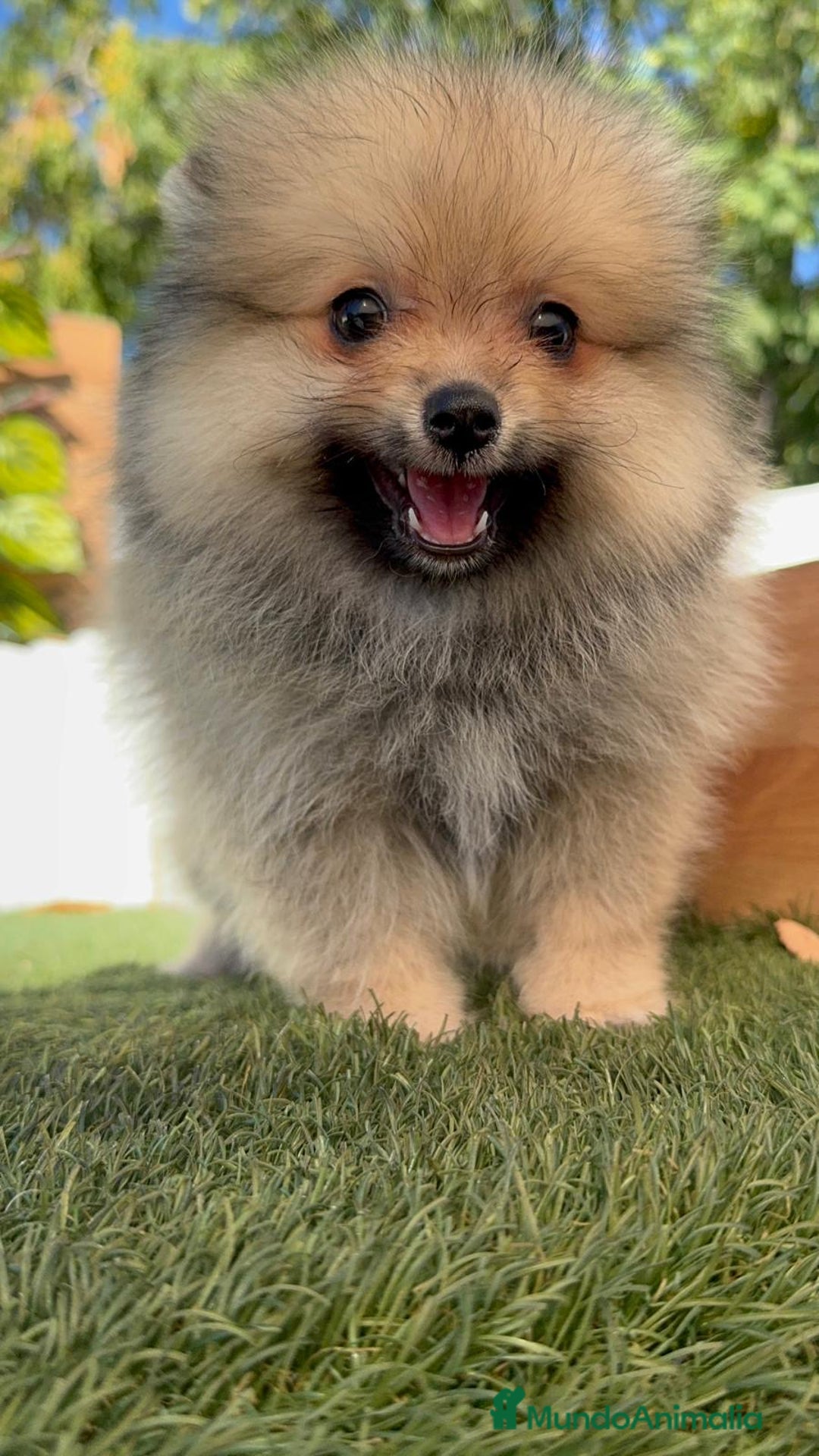 Pomerania perros en venta: POMERANIA - Imagen 3