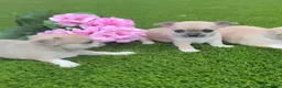 Chihuahua perros en venta: Chihuahua color exotico - Anuncio 1