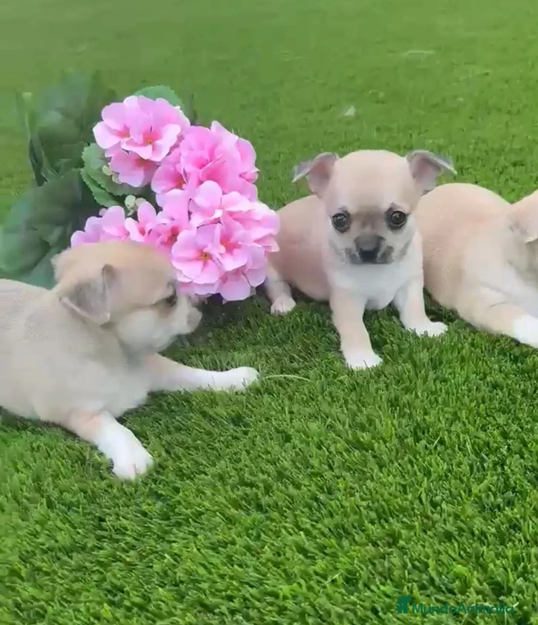 Chihuahua perros en venta: Chihuahua color exotico - Anuncio 1