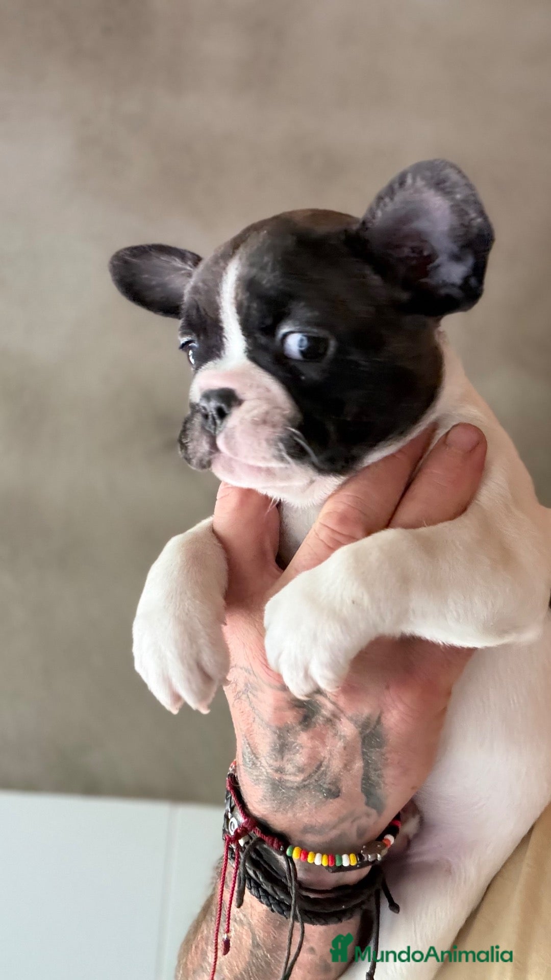 Bulldog Francés perros Buldog frances - Anuncio 11