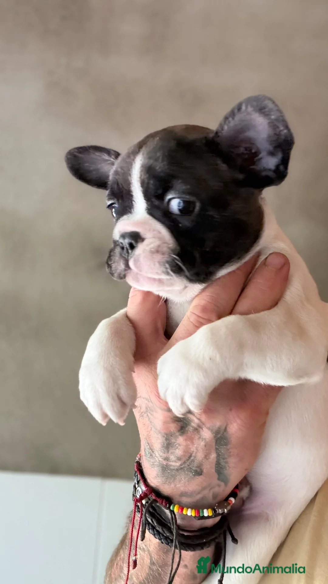 Bulldog Francés perros en venta: Buldog frances - Anuncio 1