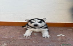 Husky Siberiano perros en venta: Cachorros husky siberianos  - Imagen 7