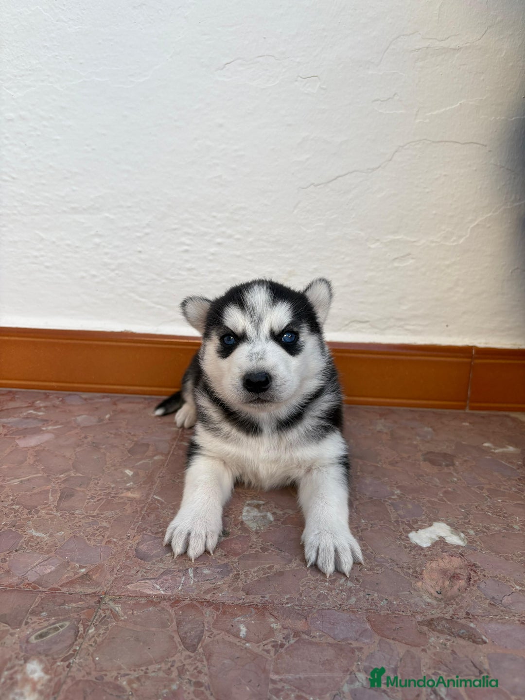 Husky Siberiano perros en venta: Cachorros husky siberianos  - Imagen 7