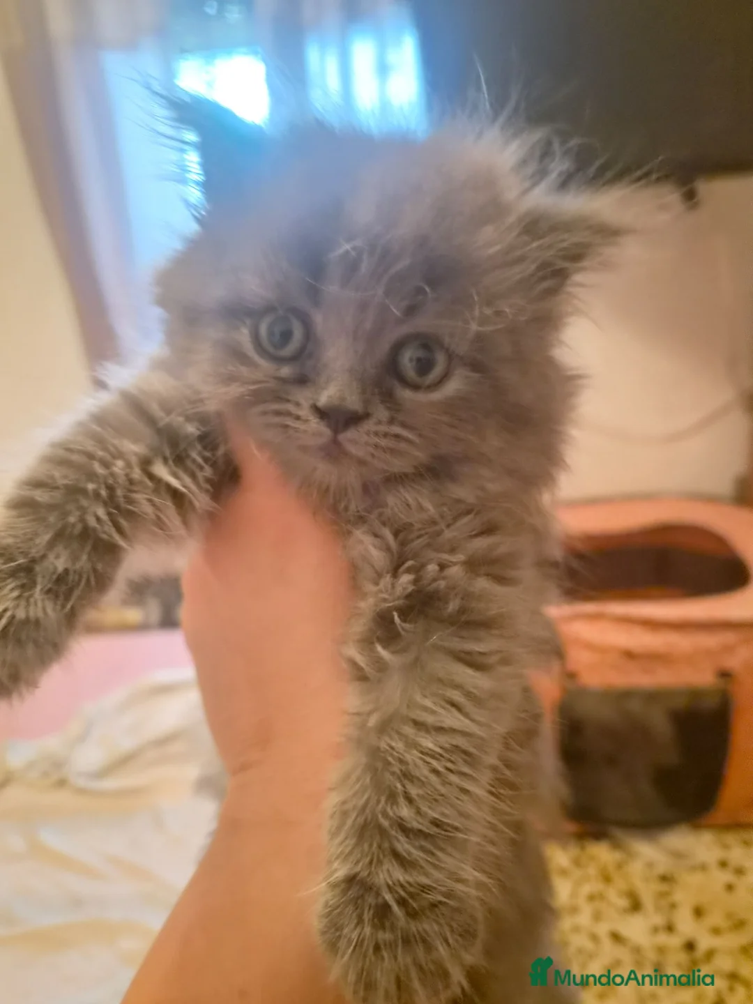 Persa gatos en venta: Gatos persas  - Anuncio 2