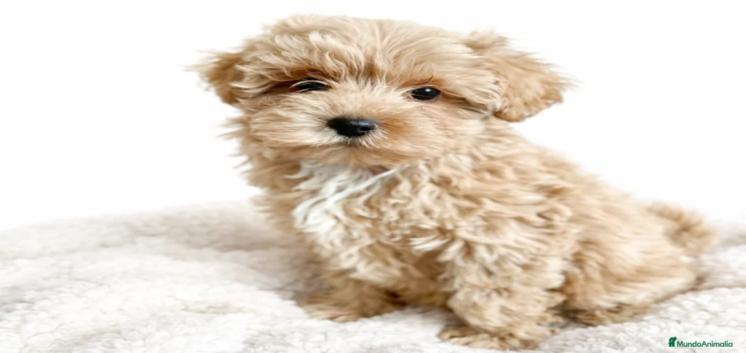 Imagen de galería {{count}}