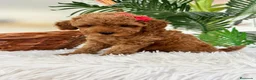 Caniche Toy perros en venta: CANICHE TOY - Anuncio 3