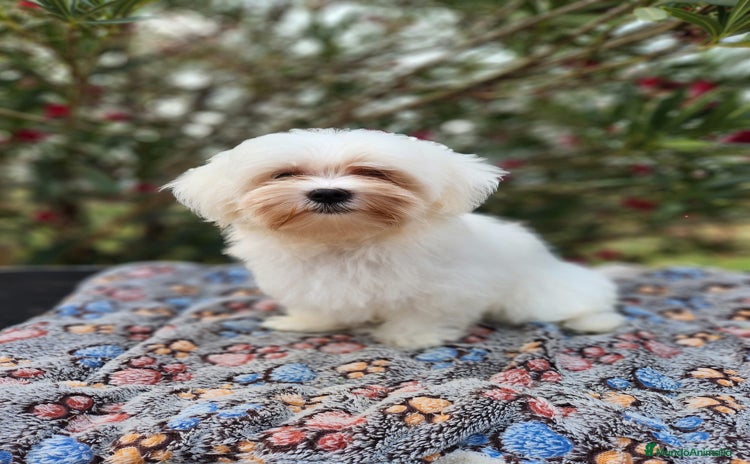 Bichón Maltés perros - Anuncio 5