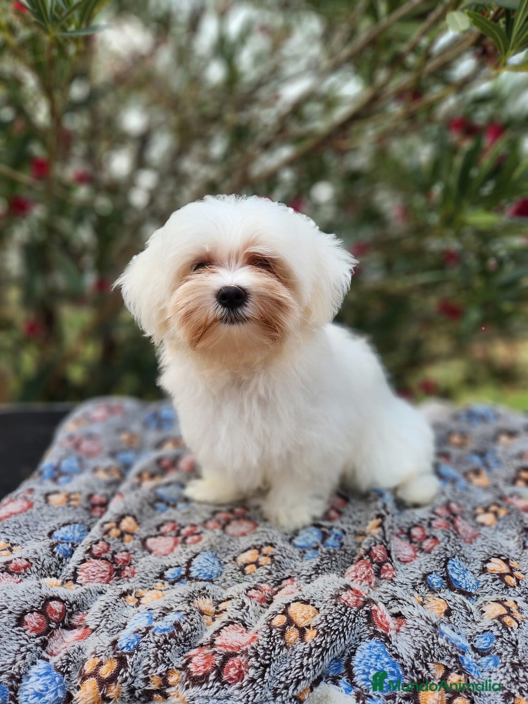 Bichón Maltés perros en venta: Bichon maltés americano  - Imagen 1