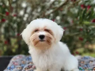 Bichón Maltés perros Bichon maltés americano - Anuncio 19