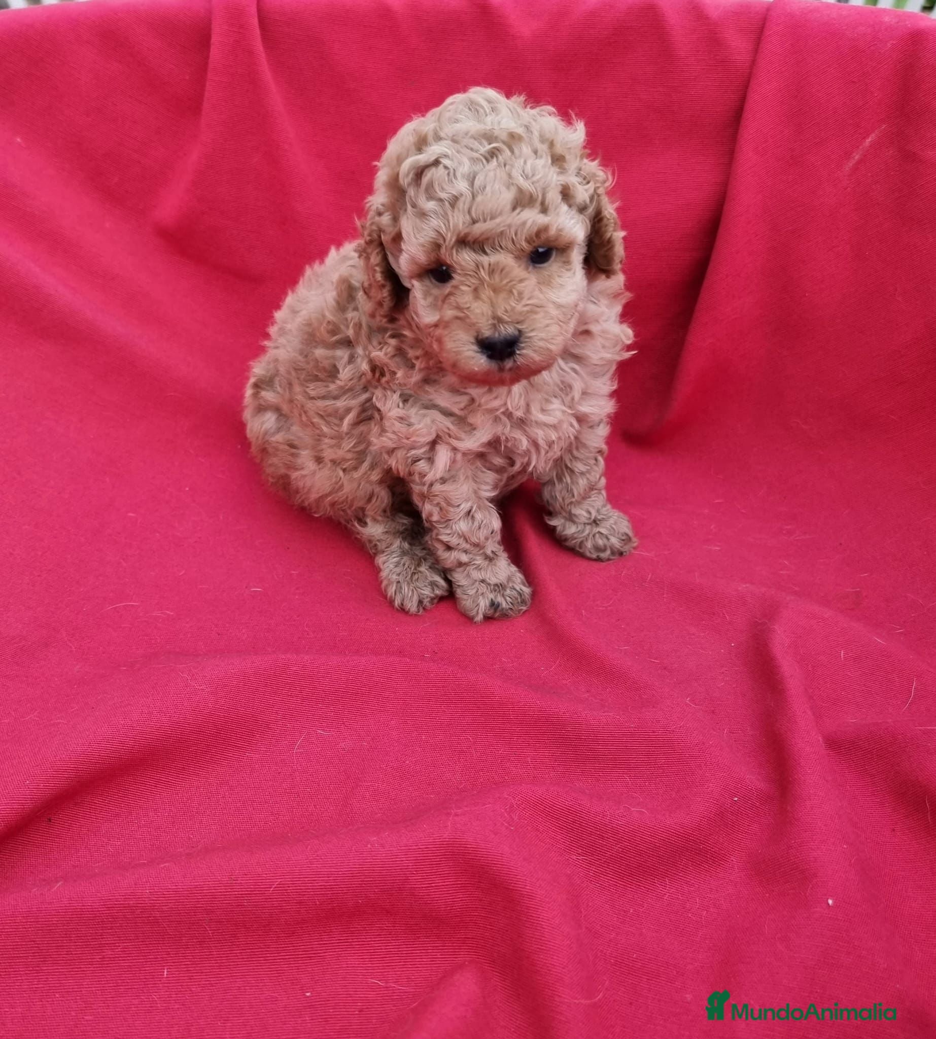 Caniche Toy perros Caniches toy y enano en Barcelona - Anuncio 2