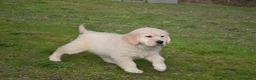 Golden Retriever perros en venta: Golden retriever  - Anuncio 4