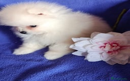Pomerania perros en venta: Pomerania mini en Valencia  - Imagen 3