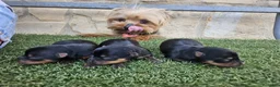 Yorkshire Terrier perros en venta: Yorkshire terrier Prao Toro  en Madrid - Anuncio 4