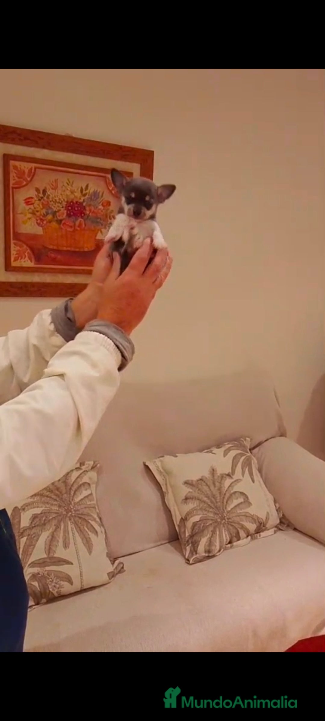 Chihuahua perros en venta: Chihuahua Toy macho blue  - Anuncio 4