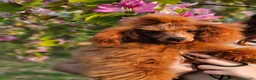 Caniche Toy perros en venta: Caniche Toy rojo  - Anuncio 6