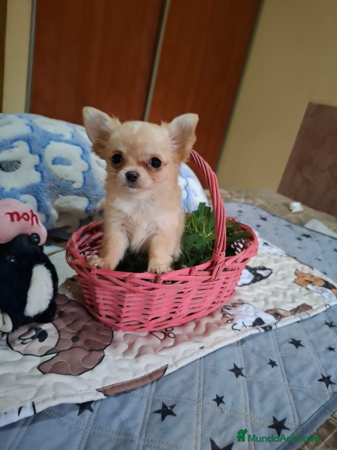 Chihuahua perros en venta: Chihuahua hembra de pelo largo calidad premium - Anuncio 3