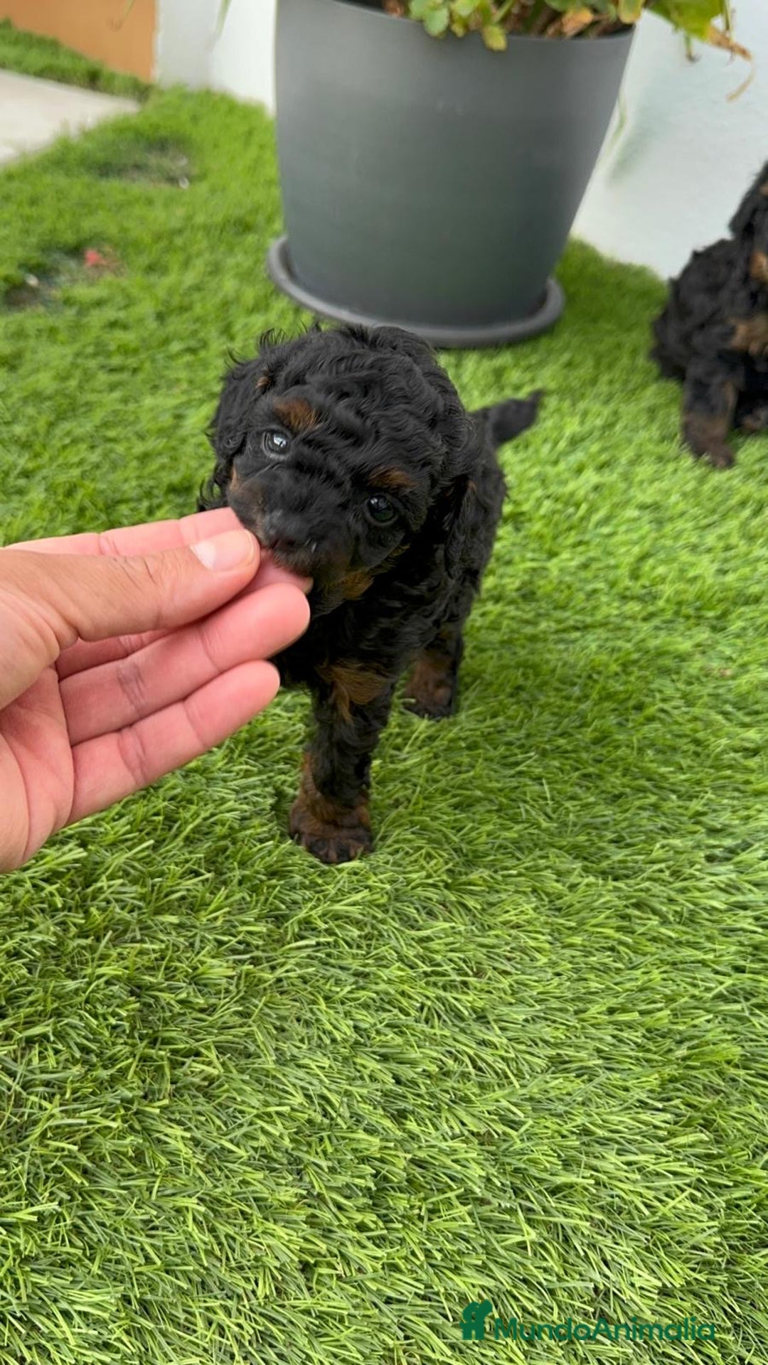 Caniche Toy perros en venta: CANICHE TOY HEMBRA - Imagen 16