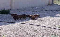 Teckel perros en venta: Cachorros de Teckel - Imagen 5