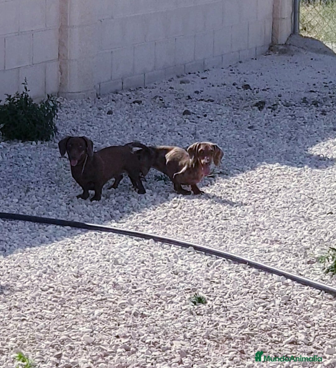 Teckel perros en venta: Cachorros de Teckel - Imagen 5