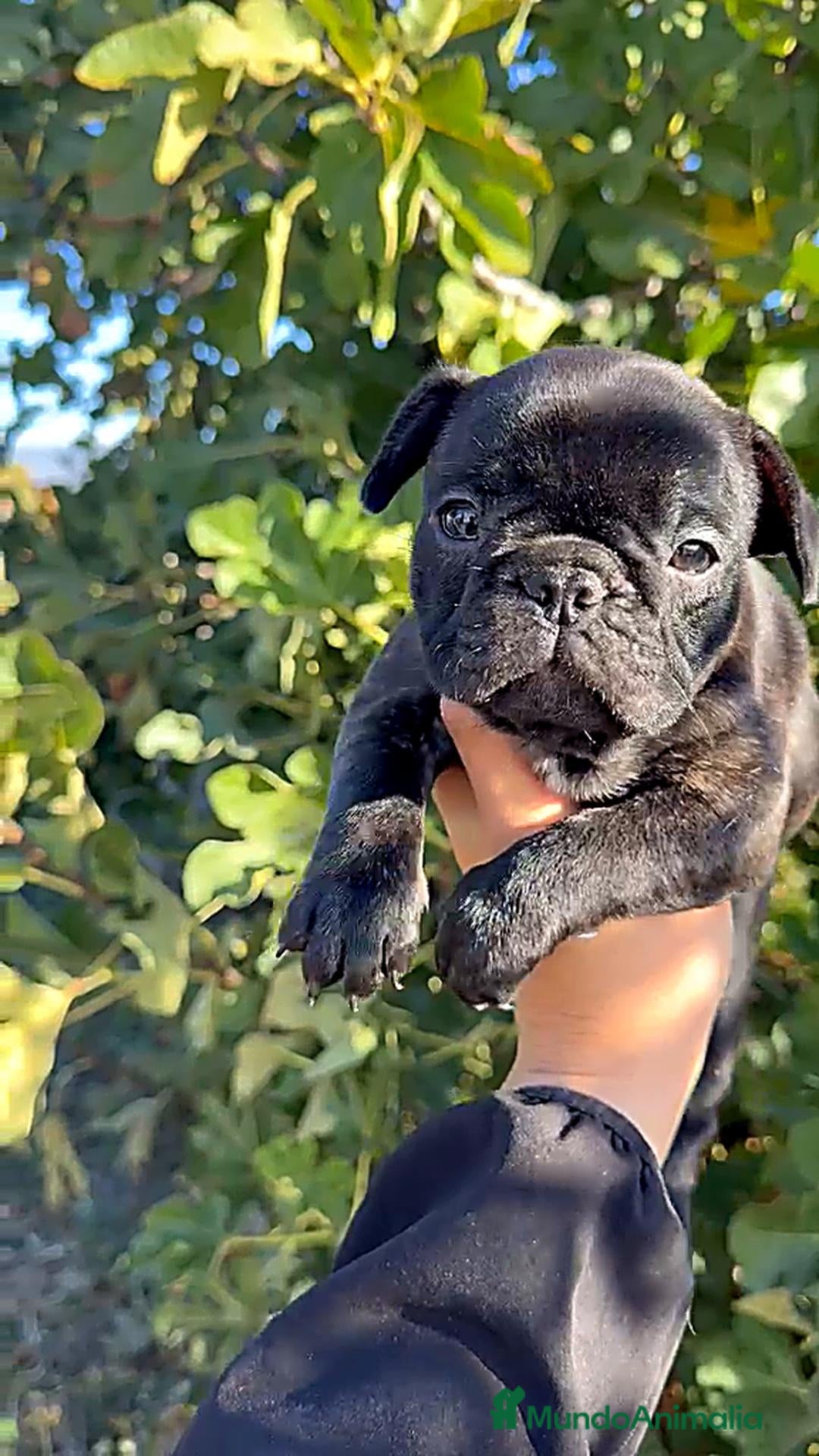 Bulldog Francés perros en venta: Bulldog Francés 🖤 - Anuncio 1