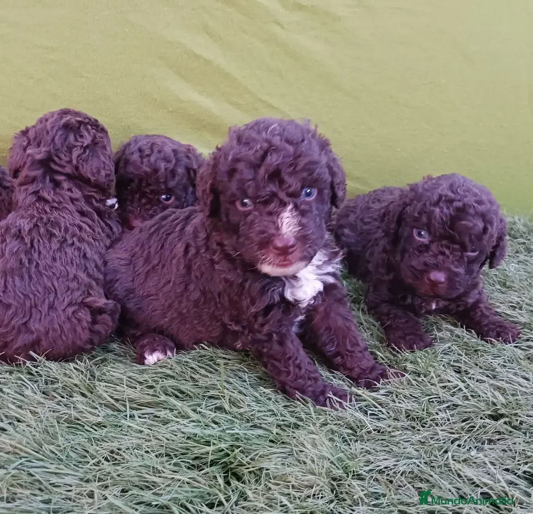 Perro de Agua Español perros en venta: Perro de agua - Anuncio 1