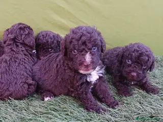 Perro de Agua Español perros Perro de agua - Anuncio 1