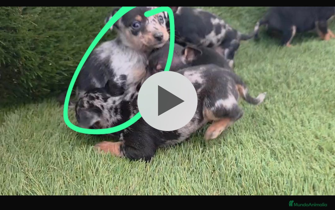 Chihuahua perros en venta: Chihuhua machos  - Anuncio 1