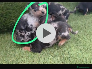 Chihuahua perros Chihuhua machos - Anuncio 1