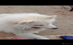 Samoyedo perros en adopcion: ADOPCION SAMOYEDO, PARA ADIESTRADOR. LEER BIEN!! - Imagen 4