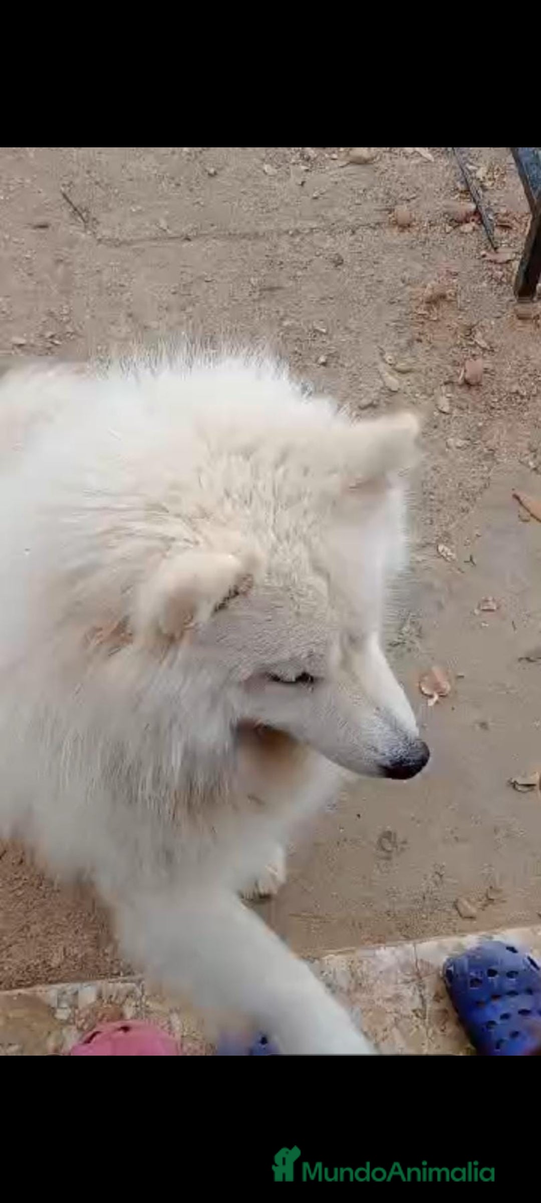 Samoyedo perros en adopcion: ADOPCION SAMOYEDO, PARA ADIESTRADOR. LEER BIEN!! - Imagen 4