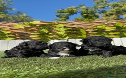 Caniche Toy perros en venta: CANICHE TOY - Imagen 3