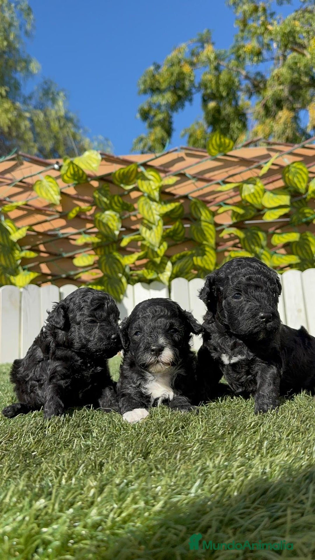 Caniche Toy perros en venta: CANICHE TOY - Imagen 3