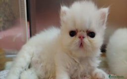 Persa gatos en venta: Gatito Persa Macho Blanco - Imagen 2